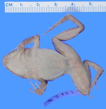 Media type: image; Herpetology A-11123